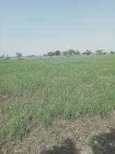 Water resistant crops