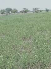 Maize crop for fodder