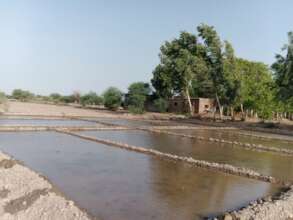 Rice seed plantation