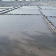 small scale rice seeds planted