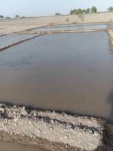 small scale seeds planted