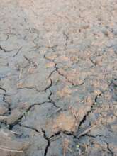 Soyabean crop planted