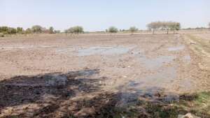 Land prepared for rice crop