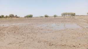 Land prepared for rice crop
