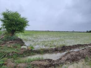 Rice seed plantation