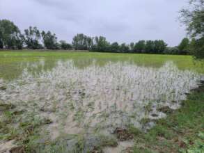 Rice seed plantation