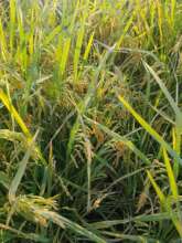 Rice crop ready to harvest