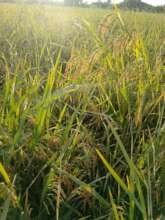 Rice crop ready to harvest