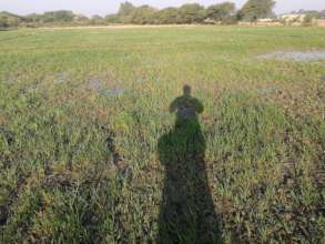 Wheat crop on 2 acres