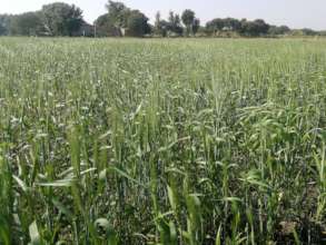 Wheat crop on 3 acres
