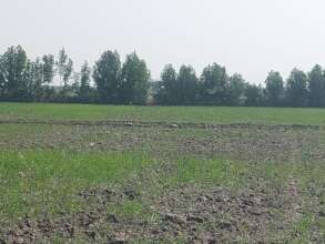 Wheat crop by farmers