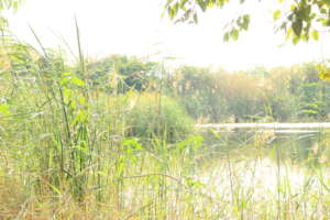 Water Conservation pond