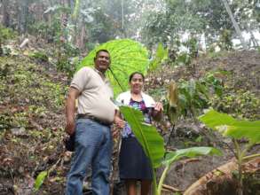 On this steep slope, agroforestry prevents erosion