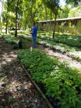 One of the tree nurseries