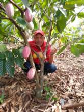 In a cacao and inga edulis agroforestry parcel