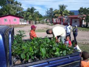 Getting trees from the nursery