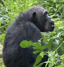 Elder Gremlin in Gombe Nat'l Park