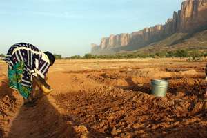 Starting to plant
