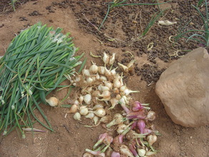 Shallot harvested in market gardens.