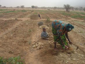 Over 70 tons of food harvested from market gardens
