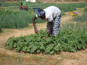 Market gardens produced over 33 tons of food.