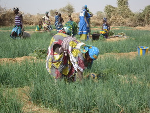 Women cultivating shallot in NEF-supported garden.