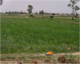 Healthy rice fields that received fertilizer