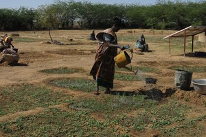 Watering the crops in a new market garden