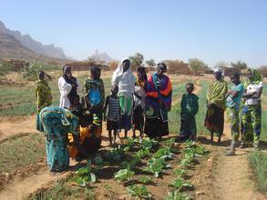 Rainwater Harvesting for Market Gardening