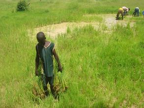 Transplanting rice