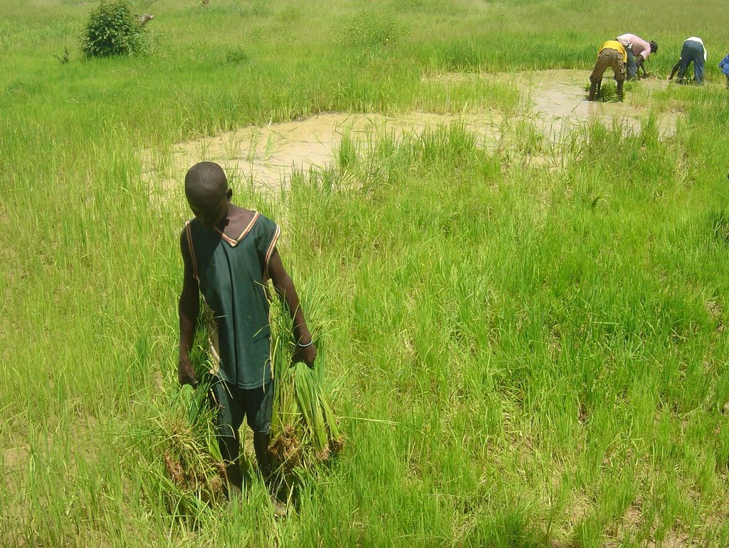 Increase food production and security in Mali