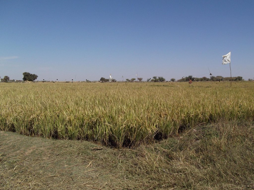 Increase food production and security in Mali