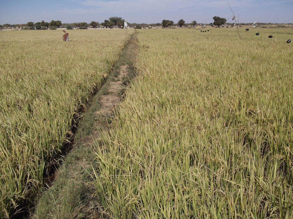 Increase food production and security in Mali