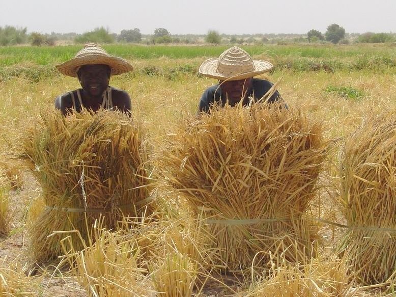 Increase food production and security in Mali