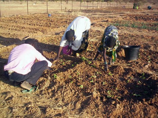 Increase food production and security in Mali