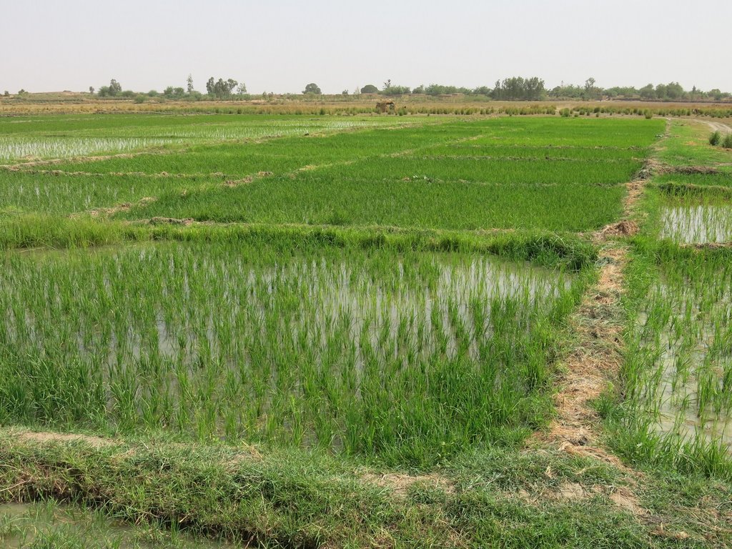 Increase food production and security in Mali