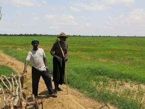 Rice field 2013