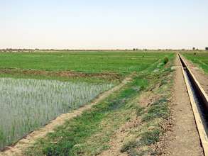 Rice field and Canal 2013