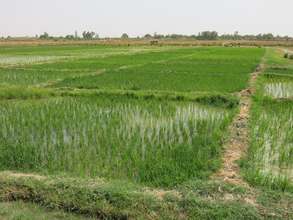 Rice field and Canal 2013