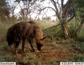 A hyena captured by camera trap