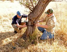 Setting a camera trap