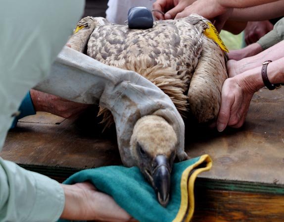 Examining a scavenger bird