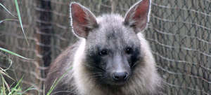 Local landowners often consider hyenas to be pests