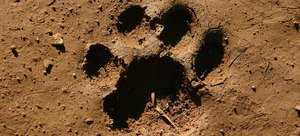 Hyenas compete with large carnivorous cats.