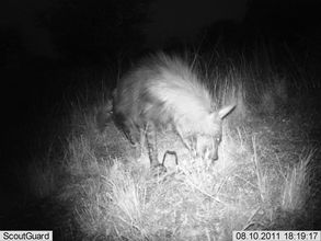 Hyaena "caught" feeding on night camera trap