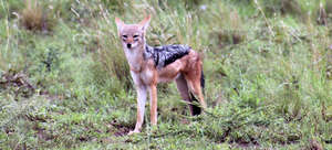 Black-backed jackals are also threatened.