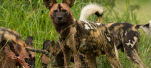 African wild dogs are endangered large carnivores.