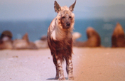 Save South Africa's Brown Hyaenas