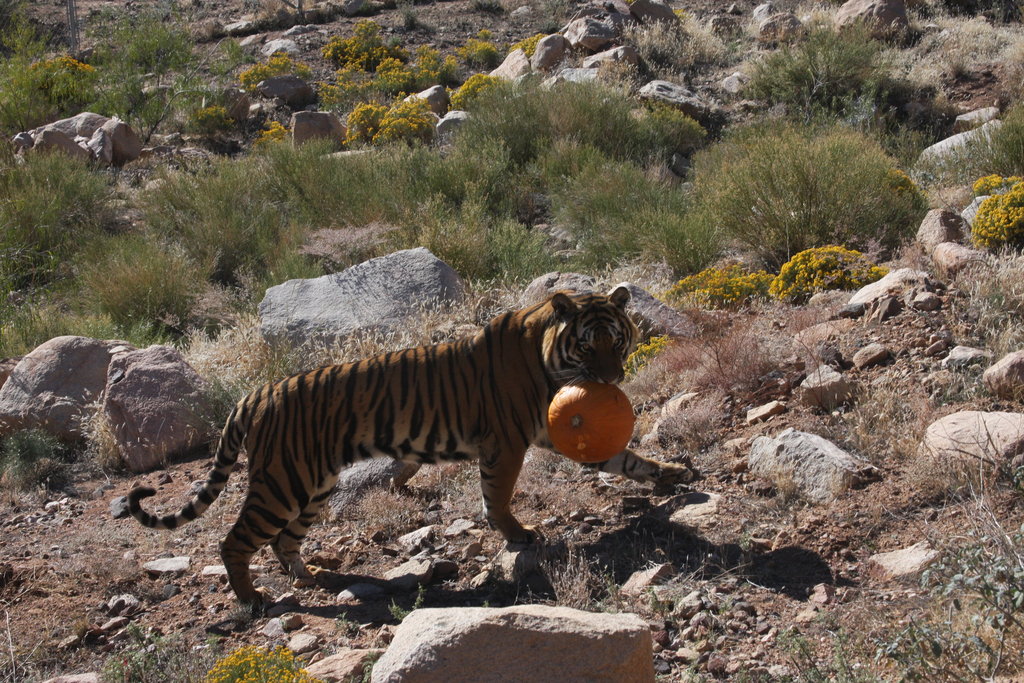 Keepers of the Wild GlobalGiving