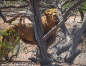 Rico, experiencing freedom for the first time.